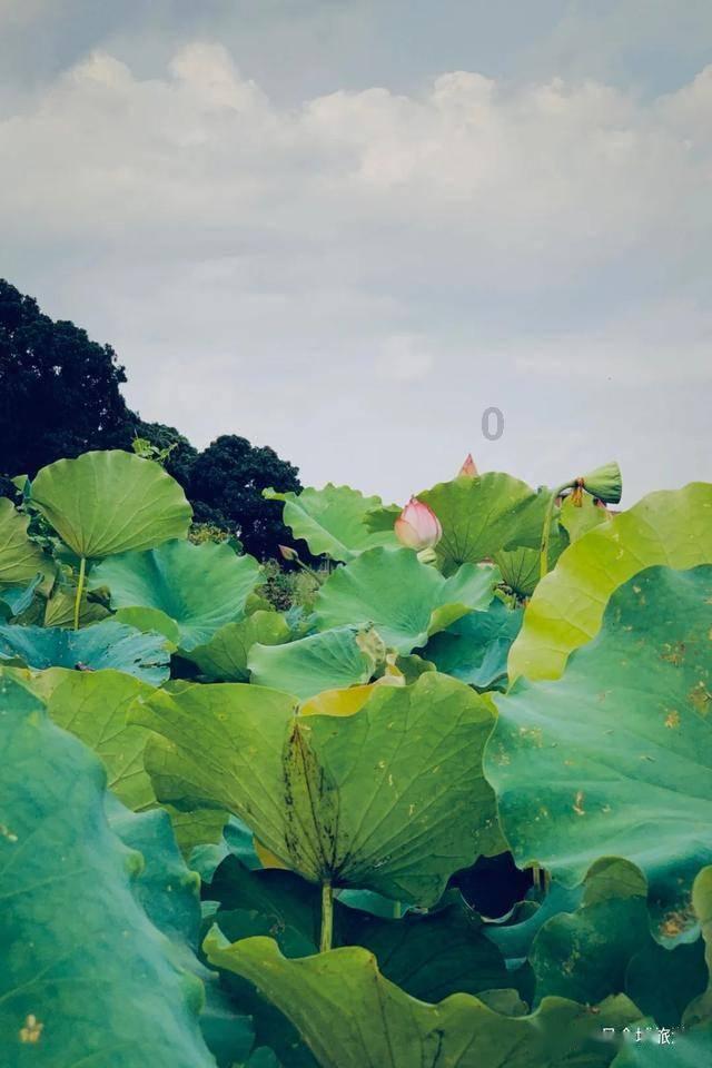 艾迪芬奇的记忆